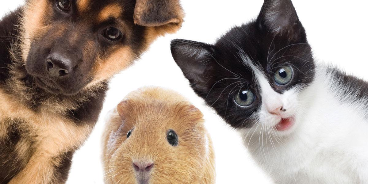 Faces of a kitten, guinea pig and puppy.